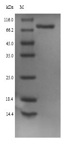 SDS-PAGE separation of QP9322 followed by commassie total protein stain results in a primary band consistent with reported data for PCSK1 / NEC1. These data demonstrate Greater than 90% as determined by SDS-PAGE.