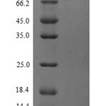 SDS-PAGE separation of QP9341 followed by commassie total protein stain results in a primary band consistent with reported data for Protein phosphatase 1 regulatory subunit 15A. These data demonstrate Greater than 90% as determined by SDS-PAGE.