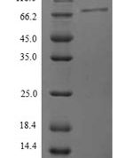 SDS-PAGE separation of QP9341 followed by commassie total protein stain results in a primary band consistent with reported data for Protein phosphatase 1 regulatory subunit 15A. These data demonstrate Greater than 90% as determined by SDS-PAGE.