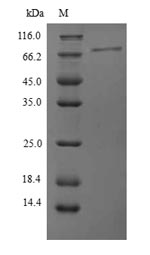 SDS-PAGE separation of QP9341 followed by commassie total protein stain results in a primary band consistent with reported data for Protein phosphatase 1 regulatory subunit 15A. These data demonstrate Greater than 90% as determined by SDS-PAGE.