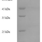 SDS-PAGE separation of QP9345 followed by commassie total protein stain results in a primary band consistent with reported data for Bone marrow proteoglycan. These data demonstrate Greater than 85% as determined by SDS-PAGE.