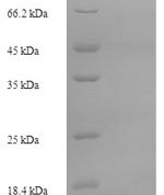 SDS-PAGE separation of QP9345 followed by commassie total protein stain results in a primary band consistent with reported data for Bone marrow proteoglycan. These data demonstrate Greater than 85% as determined by SDS-PAGE.