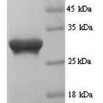 SDS-PAGE separation of QP9348 followed by commassie total protein stain results in a primary band consistent with reported data for CD133 / PROM1 / Prominin 1. These data demonstrate Greater than 90% as determined by SDS-PAGE.