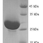 SDS-PAGE separation of QP9349 followed by commassie total protein stain results in a primary band consistent with reported data for Anionic trypsin-1. These data demonstrate Greater than 90% as determined by SDS-PAGE.