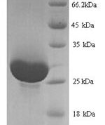 SDS-PAGE separation of QP9349 followed by commassie total protein stain results in a primary band consistent with reported data for Anionic trypsin-1. These data demonstrate Greater than 90% as determined by SDS-PAGE.