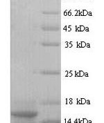 SDS-PAGE separation of QP9354 followed by commassie total protein stain results in a primary band consistent with reported data for PTMA. These data demonstrate Greater than 90% as determined by SDS-PAGE.