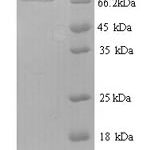 SDS-PAGE separation of QP9357 followed by commassie total protein stain results in a primary band consistent with reported data for Ptprn2. These data demonstrate Greater than 90% as determined by SDS-PAGE.