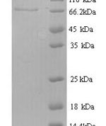 SDS-PAGE separation of QP9357 followed by commassie total protein stain results in a primary band consistent with reported data for Ptprn2. These data demonstrate Greater than 90% as determined by SDS-PAGE.