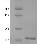 SDS-PAGE separation of QP9370 followed by commassie total protein stain results in a primary band consistent with reported data for RING finger protein 11. These data demonstrate Greater than 90% as determined by SDS-PAGE.