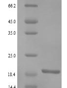 SDS-PAGE separation of QP9370 followed by commassie total protein stain results in a primary band consistent with reported data for RING finger protein 11. These data demonstrate Greater than 90% as determined by SDS-PAGE.