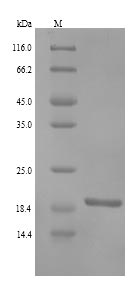 SDS-PAGE separation of QP9370 followed by commassie total protein stain results in a primary band consistent with reported data for RING finger protein 11. These data demonstrate Greater than 90% as determined by SDS-PAGE.
