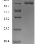 SDS-PAGE separation of QP9385 followed by commassie total protein stain results in a primary band consistent with reported data for Semaphorin-7A. These data demonstrate Greater than 90% as determined by SDS-PAGE.