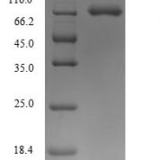 SDS-PAGE separation of QP9385 followed by commassie total protein stain results in a primary band consistent with reported data for Semaphorin-7A. These data demonstrate Greater than 90% as determined by SDS-PAGE.