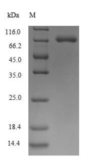 SDS-PAGE separation of QP9385 followed by commassie total protein stain results in a primary band consistent with reported data for Semaphorin-7A. These data demonstrate Greater than 90% as determined by SDS-PAGE.