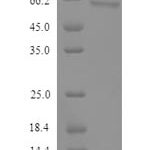 SDS-PAGE separation of QP9386 followed by commassie total protein stain results in a primary band consistent with reported data for Semenogelin-2. These data demonstrate Greater than 90% as determined by SDS-PAGE.