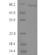 SDS-PAGE separation of QP9386 followed by commassie total protein stain results in a primary band consistent with reported data for Semenogelin-2. These data demonstrate Greater than 90% as determined by SDS-PAGE.
