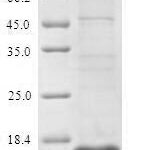 SDS-PAGE separation of QP9403 followed by commassie total protein stain results in a primary band consistent with reported data for SLC34A2. These data demonstrate Greater than 90% as determined by SDS-PAGE.