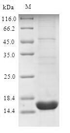 SDS-PAGE separation of QP9403 followed by commassie total protein stain results in a primary band consistent with reported data for SLC34A2. These data demonstrate Greater than 90% as determined by SDS-PAGE.