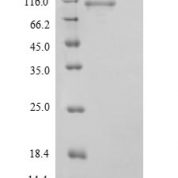 SDS-PAGE separation of QP9416 followed by commassie total protein stain results in a primary band consistent with reported data for STAT3. These data demonstrate Greater than 90% as determined by SDS-PAGE.