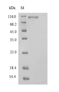 SDS-PAGE separation of QP9416 followed by commassie total protein stain results in a primary band consistent with reported data for STAT3. These data demonstrate Greater than 90% as determined by SDS-PAGE.