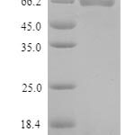 SDS-PAGE separation of QP9436 followed by commassie total protein stain results in a primary band consistent with reported data for Toll-like receptor 1. These data demonstrate Greater than 90% as determined by SDS-PAGE.