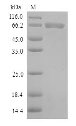 SDS-PAGE separation of QP9436 followed by commassie total protein stain results in a primary band consistent with reported data for Toll-like receptor 1. These data demonstrate Greater than 90% as determined by SDS-PAGE.