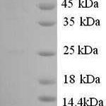 SDS-PAGE separation of QP9437 followed by commassie total protein stain results in a primary band consistent with reported data for Toll-like receptor 8. These data demonstrate Greater than 90% as determined by SDS-PAGE.