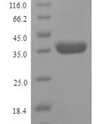 SDS-PAGE separation of QP9439 followed by commassie total protein stain results in a primary band consistent with reported data for Transmembrane protease serine 2. These data demonstrate Greater than 90% as determined by SDS-PAGE.