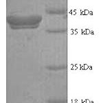 SDS-PAGE separation of QP9441 followed by commassie total protein stain results in a primary band consistent with reported data for Thyroid peroxidase / TPO. These data demonstrate Greater than 90% as determined by SDS-PAGE.