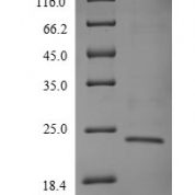 SDS-PAGE separation of QP9445 followed by commassie total protein stain results in a primary band consistent with reported data for T-cell receptor beta-1 chain C region. These data demonstrate Greater than 90% as determined by SDS-PAGE.
