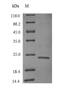 SDS-PAGE separation of QP9445 followed by commassie total protein stain results in a primary band consistent with reported data for T-cell receptor beta-1 chain C region. These data demonstrate Greater than 90% as determined by SDS-PAGE.