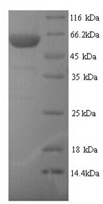 SDS-PAGE separation of QP9447 followed by commassie total protein stain results in a primary band consistent with reported data for E3 ubiquitin-protein ligase TRIM21. These data demonstrate Greater than 90% as determined by SDS-PAGE.