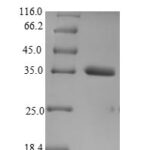 SDS-PAGE separation of QP9465 followed by commassie total protein stain results in a primary band consistent with reported data for VGLL3. These data demonstrate Greater than 90% as determined by SDS-PAGE.