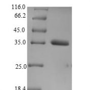 SDS-PAGE separation of QP9465 followed by commassie total protein stain results in a primary band consistent with reported data for VGLL3. These data demonstrate Greater than 90% as determined by SDS-PAGE.