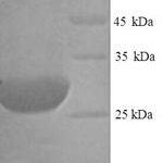 SDS-PAGE separation of QP9482 followed by commassie total protein stain results in a primary band consistent with reported data for Type II iodothyronine deiodinase. These data demonstrate Greater than 90% as determined by SDS-PAGE.