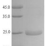 SDS-PAGE separation of QP9489 followed by commassie total protein stain results in a primary band consistent with reported data for Latherin. These data demonstrate Greater than 86.7% as determined by SDS-PAGE.