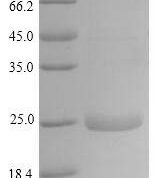 SDS-PAGE separation of QP9489 followed by commassie total protein stain results in a primary band consistent with reported data for Latherin. These data demonstrate Greater than 86.7% as determined by SDS-PAGE.