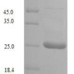 SDS-PAGE separation of QP9537 followed by commassie total protein stain results in a primary band consistent with reported data for Uncharacterized protein UL128. These data demonstrate Greater than 90% as determined by SDS-PAGE.