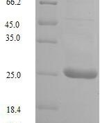 SDS-PAGE separation of QP9537 followed by commassie total protein stain results in a primary band consistent with reported data for Uncharacterized protein UL128. These data demonstrate Greater than 90% as determined by SDS-PAGE.