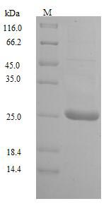 SDS-PAGE separation of QP9537 followed by commassie total protein stain results in a primary band consistent with reported data for Uncharacterized protein UL128. These data demonstrate Greater than 90% as determined by SDS-PAGE.
