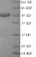 SDS-PAGE separation of QP9540 followed by commassie total protein stain results in a primary band consistent with reported data for Intermediate capsid protein VP6. These data demonstrate Greater than 90% as determined by SDS-PAGE.