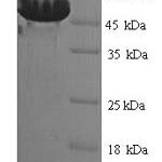 SDS-PAGE separation of QP9546 followed by commassie total protein stain results in a primary band consistent with reported data for Botulinum neurotoxin type D. These data demonstrate Greater than 90% as determined by SDS-PAGE.