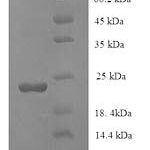 SDS-PAGE separation of QP955 followed by commassie total protein stain results in a primary band consistent with reported data for CASP7 / caspase 7 / MCH3. These data demonstrate Greater than 90% as determined by SDS-PAGE.