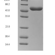 SDS-PAGE separation of QP9556 followed by commassie total protein stain results in a primary band consistent with reported data for Glycoprotein. These data demonstrate Greater than 90% as determined by SDS-PAGE.