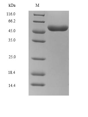 SDS-PAGE separation of QP9556 followed by commassie total protein stain results in a primary band consistent with reported data for Glycoprotein. These data demonstrate Greater than 90% as determined by SDS-PAGE.
