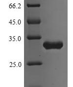 SDS-PAGE separation of QP9558 followed by commassie total protein stain results in a primary band consistent with reported data for Transcriptional regulatory protein PhoP. These data demonstrate Greater than 80% as determined by SDS-PAGE.