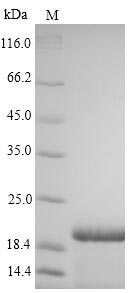 SDS-PAGE separation of QP9585 followed by commassie total protein stain results in a primary band consistent with reported data for Large envelope protein. These data demonstrate Greater than 90% as determined by SDS-PAGE.
