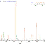 SEQUEST analysis of LC MS/MS spectra obtained from a run with QP9588 identified a match between this protein and the spectra of a peptide sequence that matches a region of 2-deoxyglucose-6-phosphate phosphatase 1.