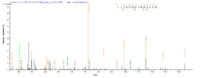 SEQUEST analysis of LC MS/MS spectra obtained from a run with QP9588 identified a match between this protein and the spectra of a peptide sequence that matches a region of 2-deoxyglucose-6-phosphate phosphatase 1.