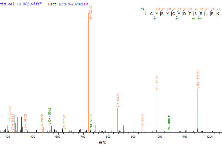 SEQUEST analysis of LC MS/MS spectra obtained from a run with QP9588 identified a match between this protein and the spectra of a peptide sequence that matches a region of 2-deoxyglucose-6-phosphate phosphatase 1.